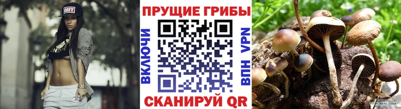 Галлюциногенные грибы Psilocybine cubensis  Кудымкар 